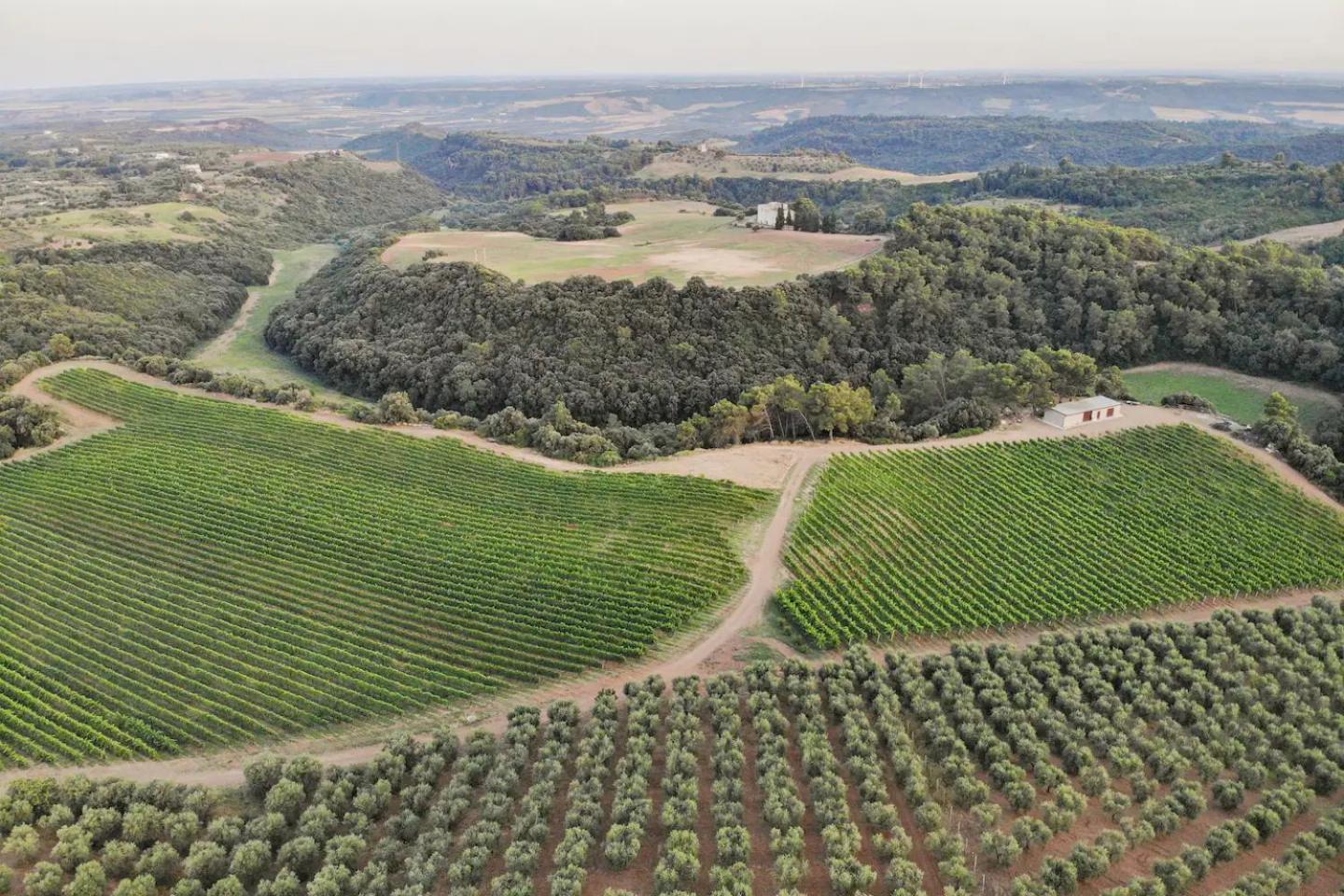 La Volpe E L'Uva Dimore Montescaglioso Εξωτερικό φωτογραφία